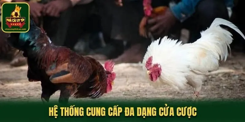 Hệ thống cung cấp đa dạng cửa cược