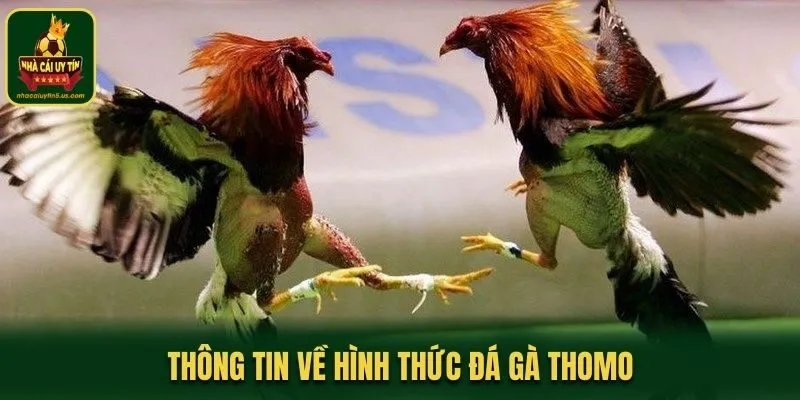 Thông tin về hình thức đá gà Thomo